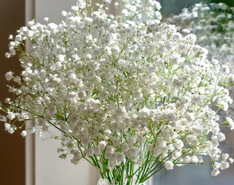 Gypsophila Elegans 500 Seeds – White Baby's Breath, Bouquet Flowers
