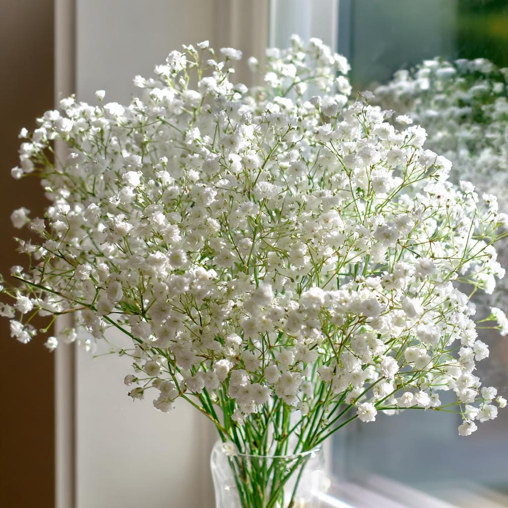 Gypsophila Elegans 500 Seeds – White Baby's Breath, Bouquet