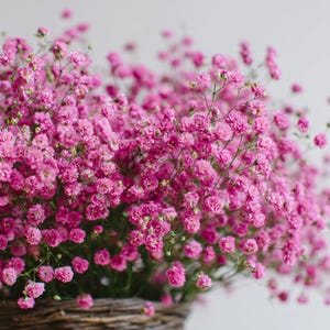 May include: A close-up of a basket overflowing with vibrant pink baby's breath flowers. The delicate blooms create a soft, textured appearance, with a light background. The flowers are in full bloom, showcasing their intricate details.
