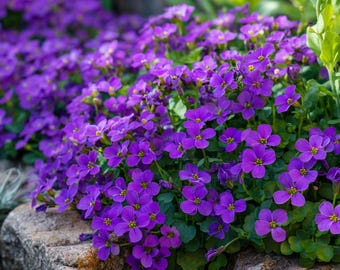 May include: A close-up of a vibrant ground cover of purple flowers with yellow centers. The flowers are in full bloom, cascading over a stone wall. The green foliage provides a contrasting backdrop.