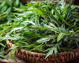 Yomogi Japanese Mugwort 30 Seeds | Artemisia princeps, Heirloom Herb