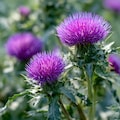 Milk Thistle 30 Seeds, Blessed Thistle | Heirloom Medicinal & Culinary Herb, Easy-to-Grow Garden Plant