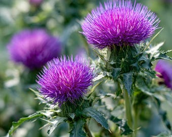 May include: Close-up of vibrant purple thistle flowers in full bloom. The spiky, spherical flower heads are surrounded by green, thorny leaves. The image highlights the intricate details of the plant's structure, showcasing its natural beauty.