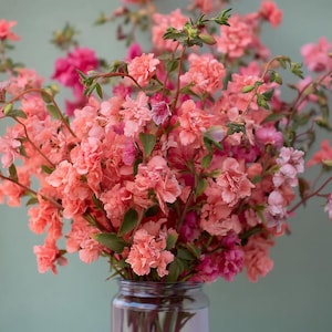 May include: A bouquet of coral and pink flowers in a clear glass jar. The flowers have multiple layers of petals and green stems. The background is a soft, muted green.