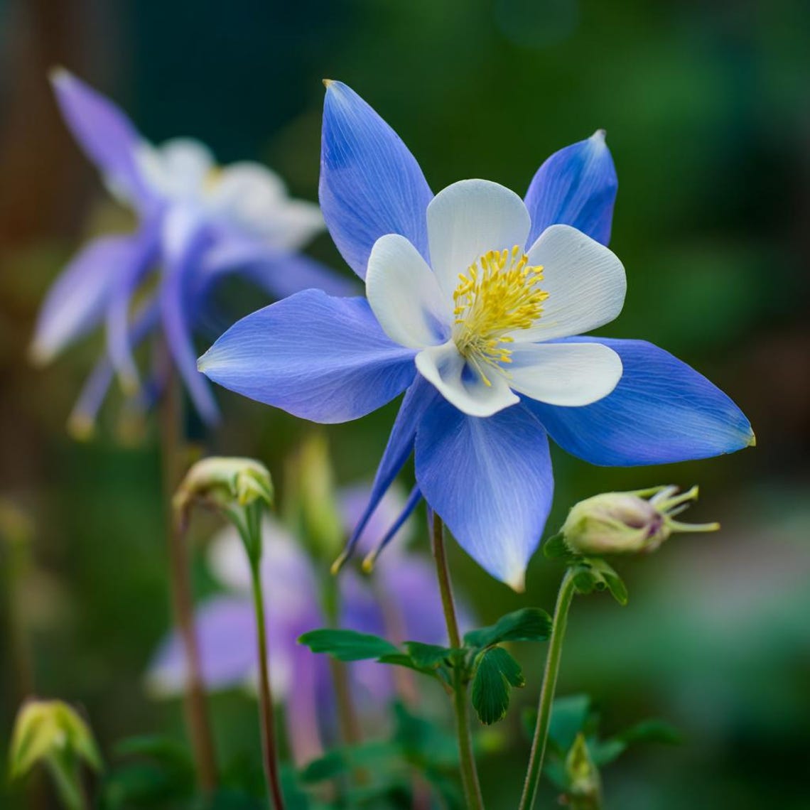 Blue Rocky Mountain Columbine 100 Seeds – Colorado State Flower - Etsy