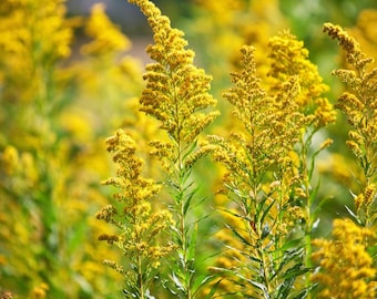 Showy Goldenrod 200 Seeds – Easy-to-Grow Perennial, Bright Yellow Blooms