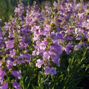 May include: A field of Penstemon flowers in full bloom. The flowers are a soft purple with white markings inside the bell-shaped petals. Green leaves and stems provide a contrast to the vibrant blooms. The image is a close-up, showcasing the delicate details of the flowers.