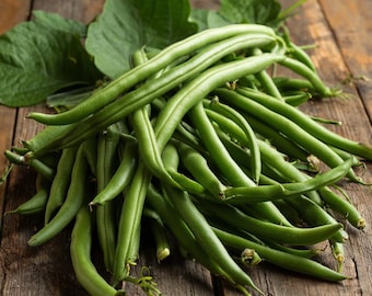 Contender Bush Bean 30 Seeds – Heirloom Green Beans