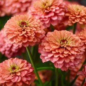 May include: Close-up of several peach-colored zinnia flowers in full bloom. The petals are layered, with a gradient of colors from light peach to a deeper pink. The center of each flower has a dark red hue, surrounded by yellow. Green stems and leaves are visible.