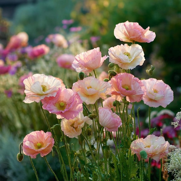 Silky Chiffon Poppy 100 Seeds – Appleblossom | Delicate Ornamental Poppy, Vibrant Garden Blooms