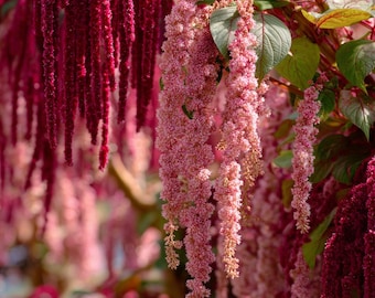 Amaranth Coral Fountain 100 Seeds | Light Pink Trailing Flowers, Ornamental Plant for Gardens & Containers