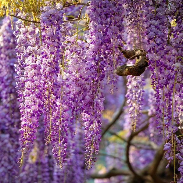 Wisteria Seeds – Elegant Cascading Blooms 5 Seeds | Fragrant Climbing Vine & Garden Showstopper