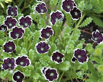 Penny Black Nemophila Seeds – Deep Purple-Black Flowers 50 Seeds | Compact Annual | Garden Borders & Containers
