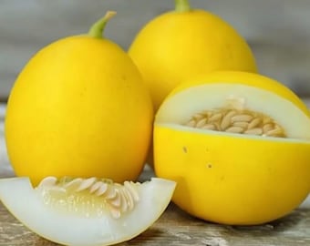 Vine Peach Melon 25 Seeds | Sweet Mango-Flavor Melons for Gardens & Containers