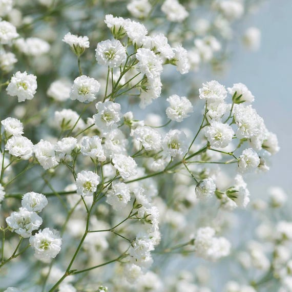 【かなみん】gypsophila Clear Blouson White Gypsophila Elegans 500 Seeds – White Baby's Breath, Bouquet