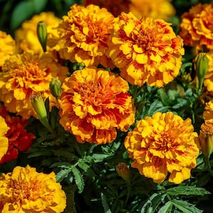 May include: Close-up of vibrant orange and yellow marigold flowers with red accents. The flowers are in full bloom, surrounded by green foliage. The image showcases the intricate details of the petals.
