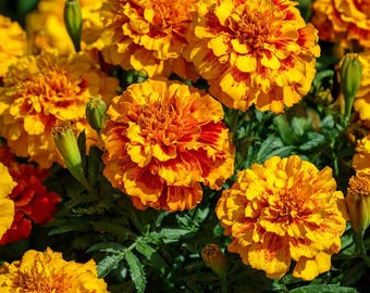 Sparky French Marigold Seeds – Vibrant Tagetes Patula, 300 Seeds