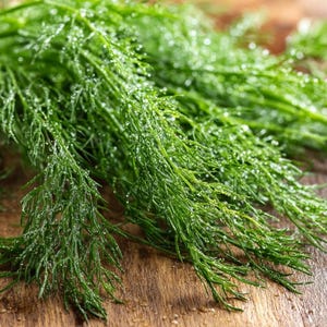 Organic Bouquet Dill Seeds – Anethum graveolens 100 Seeds | Aromatic Culinary Herb, Easy-to-Grow Annual bild 2