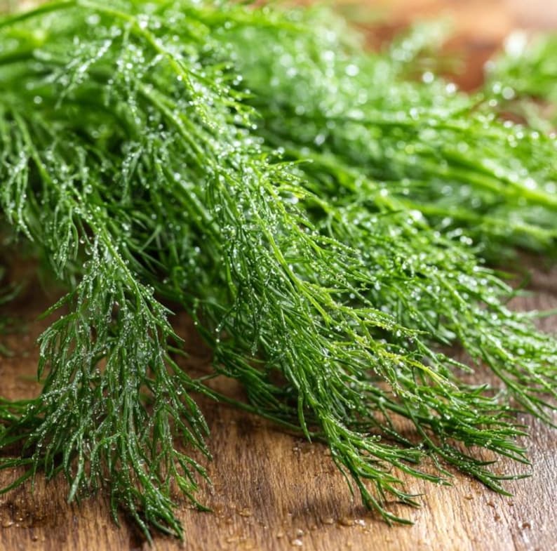 Organic Bouquet Dill Seeds – Anethum graveolens 100 Seeds | Aromatic Culinary Herb, Easy-to-Grow Annual bild 2