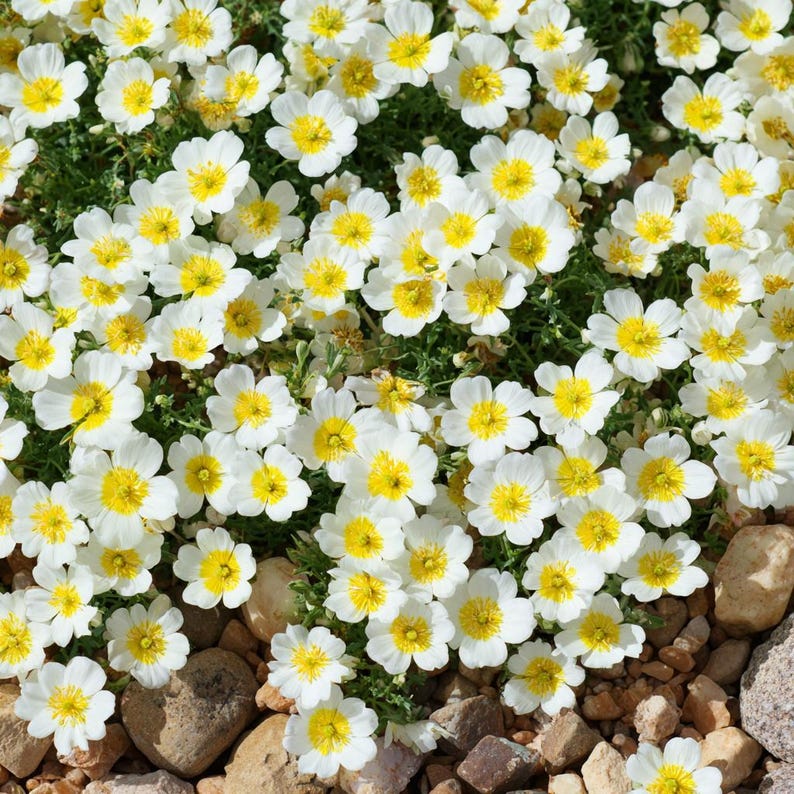 Limnanthes Poached Egg Plant
