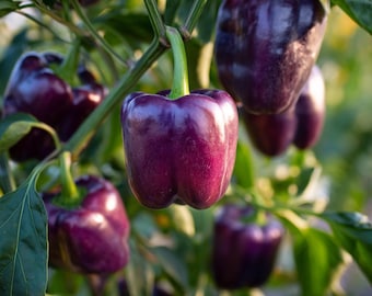 Lilac Sweet Bell Pepper 30 Seeds – Mild & Crisp, Garden Container Variety