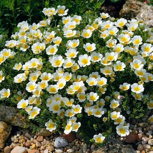 May include: A dense cluster of small white flowers with bright yellow centers. The flowers are surrounded by green foliage and sit atop a bed of small pebbles and rocks. The image is a close-up shot of the flowering plant.