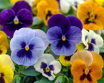 May include: A close-up of colorful pansy flowers in full bloom. The flowers display a variety of colors, including purple, yellow, orange, white, and blue. The petals have a velvety texture, and the centers feature dark markings.