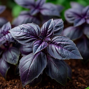 May include: A vibrant purple basil plant featuring deep, dark violet leaves with a glossy texture and prominent veins. The plant is growing in dark brown soil, with multiple clusters of pointed, oval-shaped leaves radiating from the central stem.