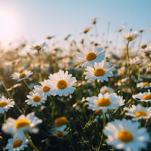 May include: A field of daisies in full bloom, with white petals and yellow centers, bathed in sunlight. The flowers are in focus, with a soft, blurred background of more daisies and a clear blue sky.