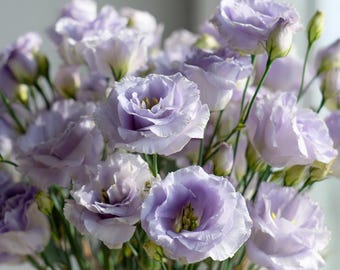 May include: A bouquet of light purple Lisianthus flowers, with multiple blooms and buds. The petals are delicate and ruffled, with a soft, pastel hue. The stems are green, and the overall arrangement is lush and full.