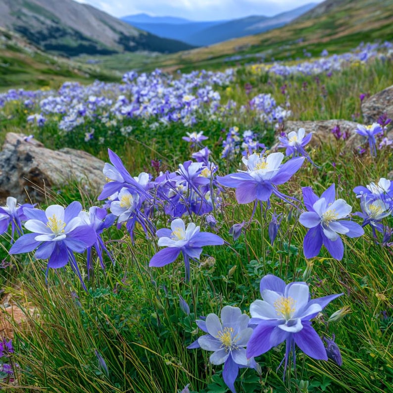 Blue Rocky Mountain Columbine 100 Seeds – Colorado State Flower - Etsy