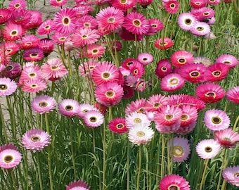 Paper Daisy 500 Seeds – Helipterum roseum | Bright Everlasting Blooms | Pollinator-Friendly