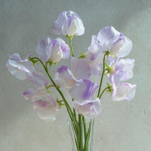 May include: A bouquet of sweet pea flowers in a clear glass vase. The delicate blooms are a soft white with lavender edges and accents. The stems are green, and the vase is set against a neutral background.