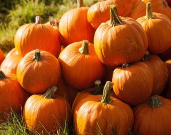 Jack O' Lantern Pumpkin 20 Seeds – Classic Halloween Carving Variety