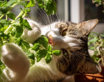 Organic Catnip Seeds – Nepeta cataria 300 Seeds | Fragrant Herb | Cat-Attracting & Pollinator-Friendly
