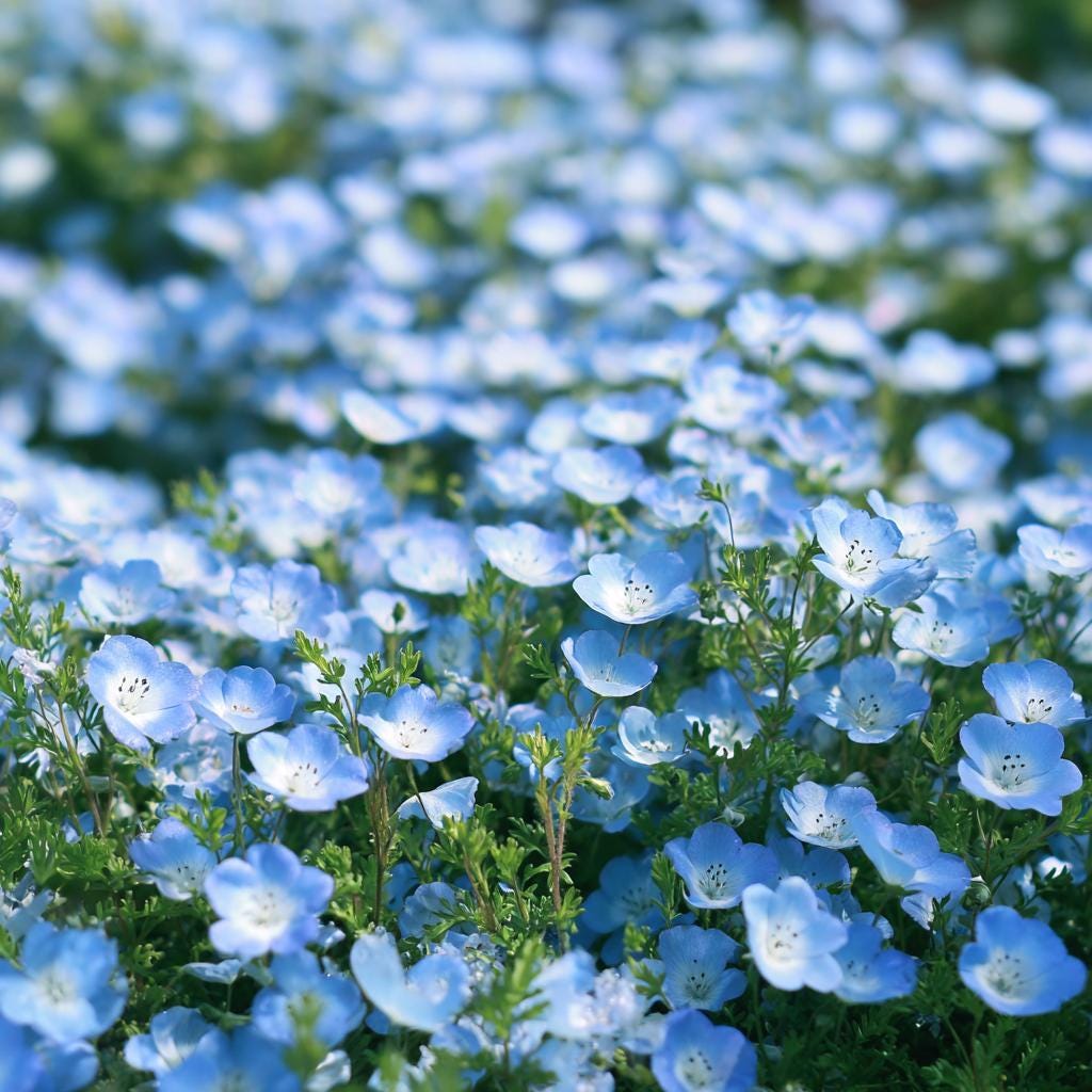 Nemophila Flower - Etsy