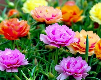Portulaca Double Mix 500 Seeds | Vibrant, Full-Blooming Flowers for Gardens