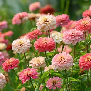 May include: A field of colorful zinnia flowers in various shades of pink, peach, and red. The flowers have layered petals and yellow centers, set against a backdrop of green foliage.