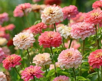 Strawberries and Cream Zinnia 100 Seeds - Bi-Color Blooms, Easy-to-Grow