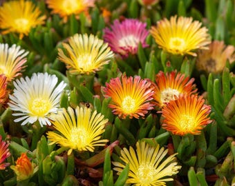 Ice Plant Seeds – Vibrant Succulent Blooms 200 Seeds | Drought-Tolerant Ground Cover & Pollinator Friendly