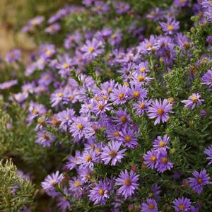 May include: A close-up of a cluster of purple aster flowers with yellow centers. The flowers are in full bloom, surrounded by green foliage. The image is well-lit, showcasing the vibrant colors and textures of the flowers.