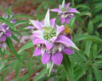 Könnte beinhalten: Nahaufnahme einer lila Blume mit weiß gefleckten Blütenblättern und grünen Blättern. Eine gelbe Biene ist auf der Blüte zu sehen. Die Blume hat eine einzigartige Form und ist von anderen Blüten und grünem Laub umgeben.