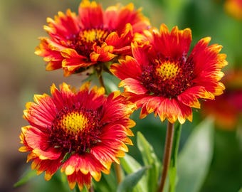 Gaillardia aristata 200 Seeds – Blanket Flower, Red & Yellow Blooms