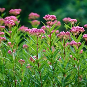 May include: A field of pink flowers with green leaves. The flowers are clustered at the top of tall, slender stems. The background is a blurred green, suggesting a natural outdoor setting. The flowers are in full bloom.