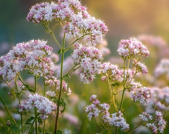 Valerian 100 Seeds | Heirloom Medicinal Herb, Natural Relaxation Aid