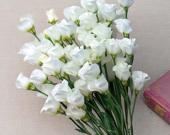 Solo White (F1) Lisianthus 25 Seeds | Pure White Elegant Blooms for Gardens