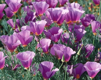 Purple Gleam California Poppy 250 Seeds – Easy-to-Grow Wildflower