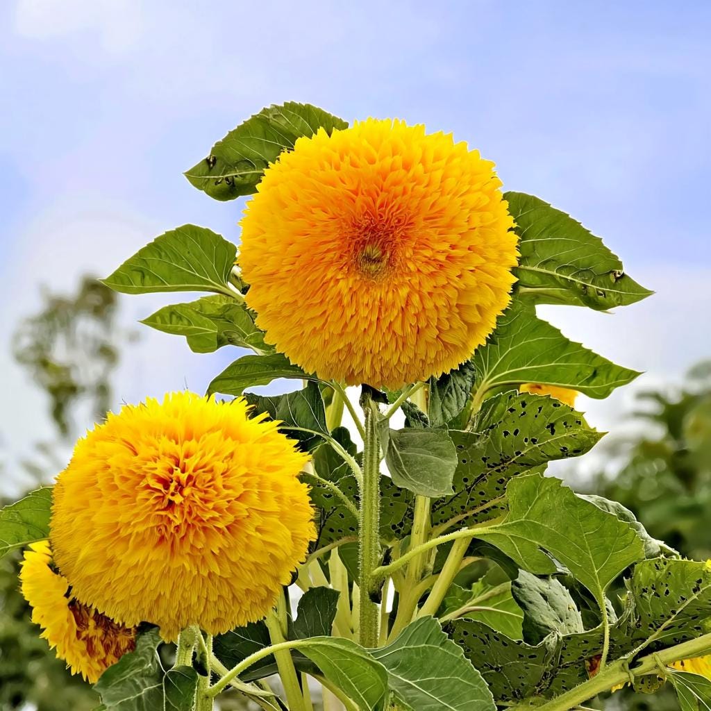 Dwarf Gold Sunflowers 30 Seeds | Compact Golden Blooms for Gardens ...