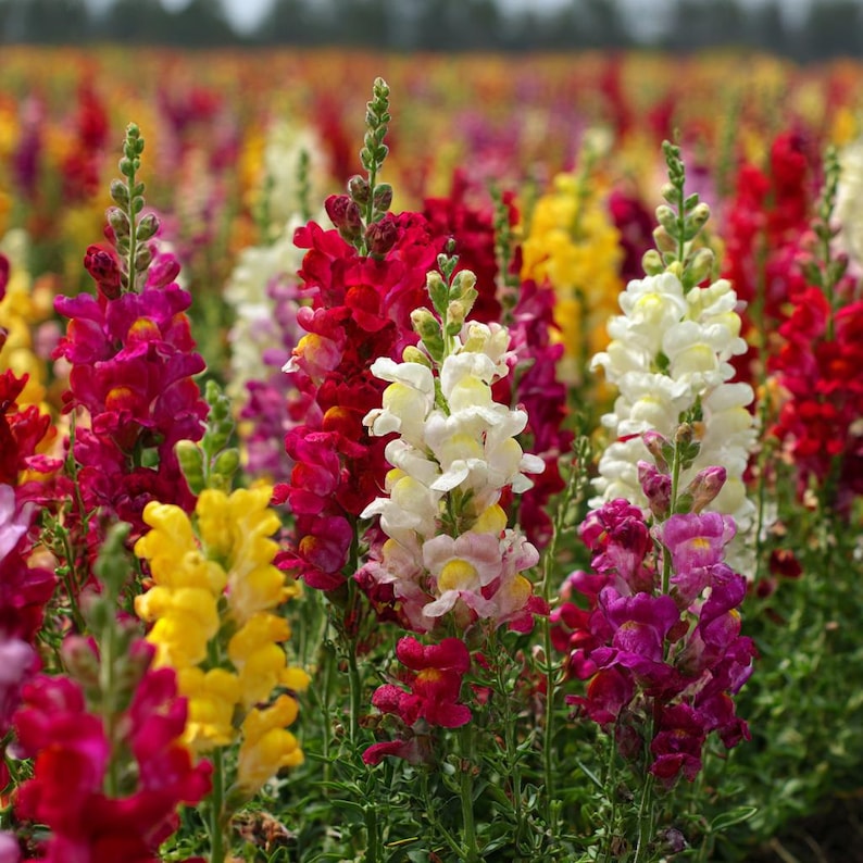 Snapdragon Flower Seeds Mixed Rainbow Color 2000+ Seeds Tall Attract ...