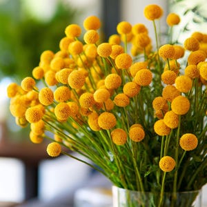 May include: A vibrant bouquet of yellow billy buttons, also known as Craspedia, in a clear glass vase. The spherical flower heads are a bright, sunny yellow, contrasting with the green stems and leaves. The arrangement is a cheerful display of fresh flowers.